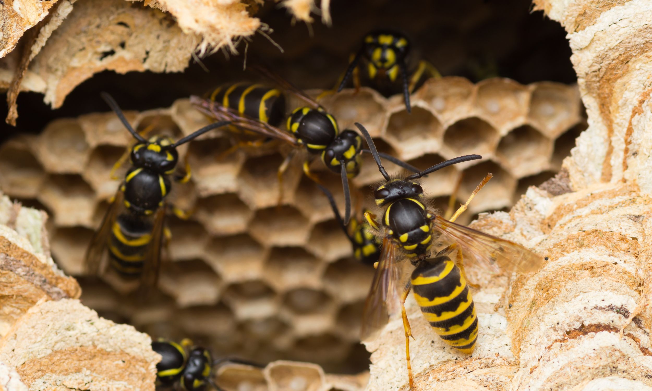 Les nids de guêpes sont très différents en fonction de l'espèce, il faut trouver des solutions qui s'adaptent donc à l'espèce. ©David Daniel, Adobe Stock